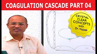 Coagulation Cascade | Part 4/12