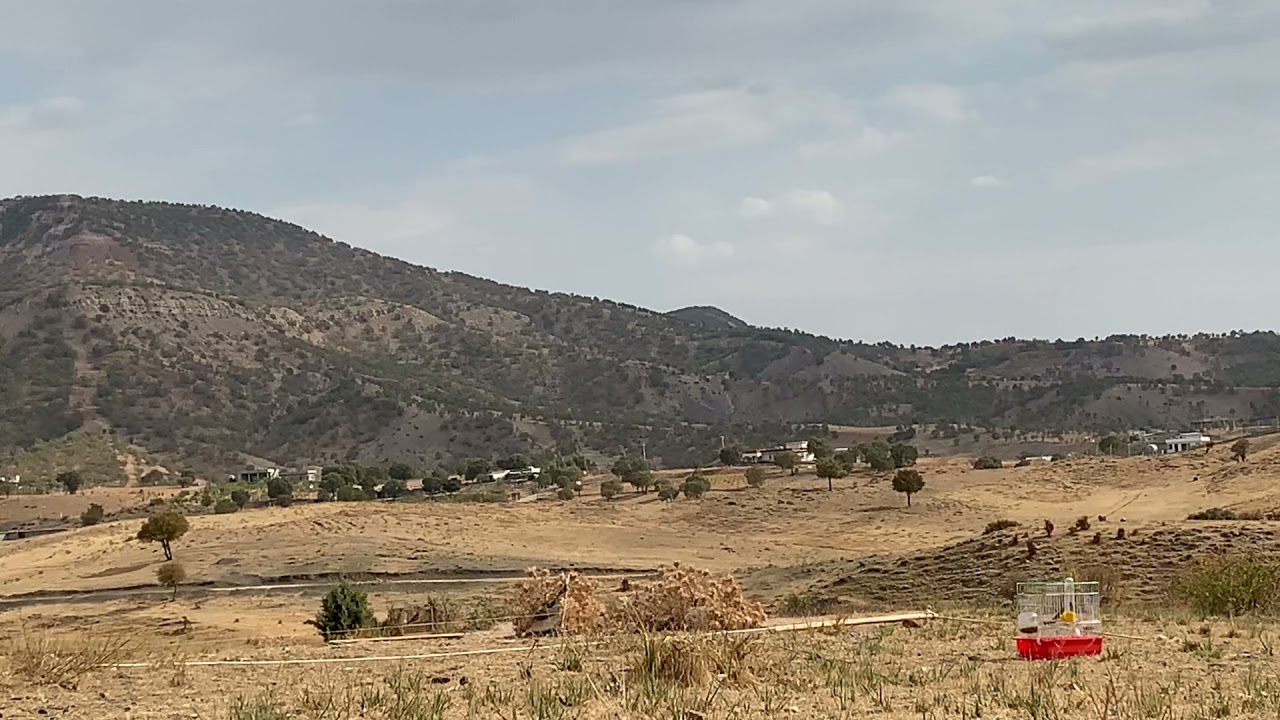 صيد الحسون بالشبكة