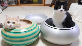 キャティーマン (CattyMan) にゃんこのつぼ！【猫 動画】