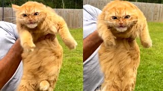 Orange Cats Are Something Special by Betch 42,811 views 1 year ago 3 minutes, 32 seconds