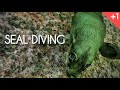 Seal Diving. Mergulho com Lobos Marinhos.