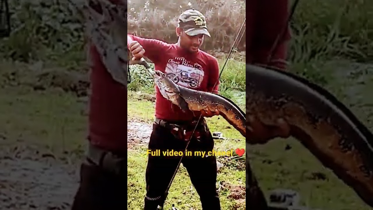 6Kilo ka snakehead 😳😳