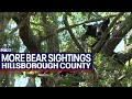 More black bear sightings in hillsborough county