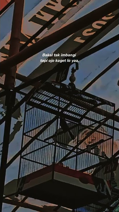 Story Wa Kicau Mania