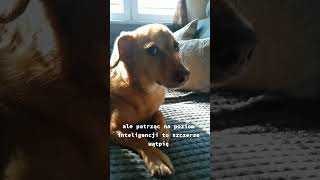Jestem najmądrzejszy w tym domu #dog #funny #pies #śmieszne #video #viral #tiktok #dogs #shorts