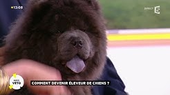 Comment devenir éleveur de chiens ?