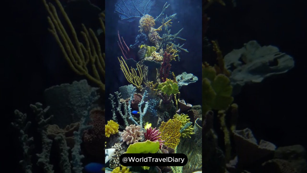 Great Barrier Reef, Australia