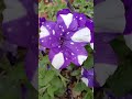 #цветы #петуния #сад #дача #дом #парк #shortsvideo #shorts #trendingshorts #trending #trend #семья