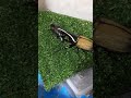 ヘラクレスオオカブトVSスマトラ