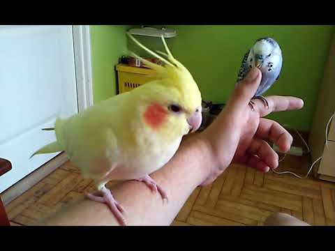 Wideo: Jak właściwie dbać o papugę w domu
