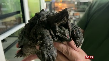 Fluffy The Alligator Snapping Turtle Found In Urswick Tarn, Cumbria On BBC Breakfast [21.04.2024]