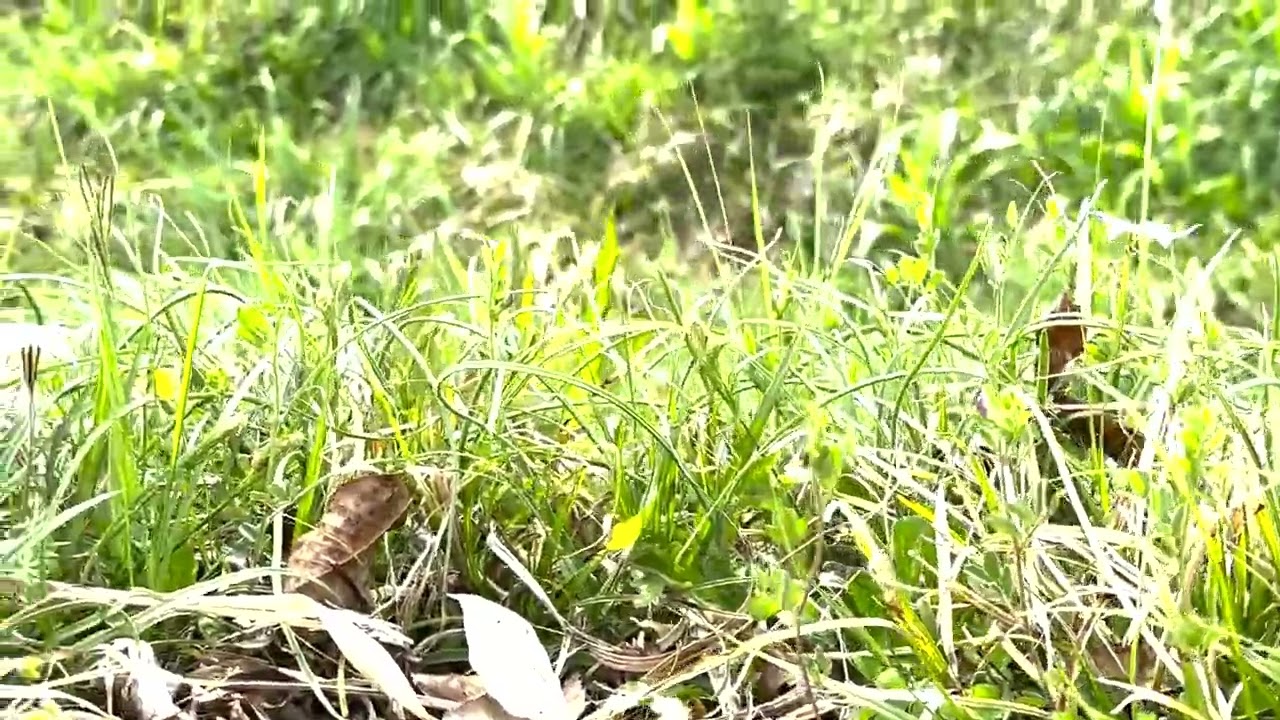 Healing｜越生大満｜432Hz Piansit KUNIKO｜Improvisation｜2025