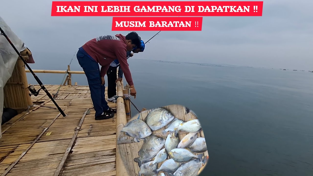 BARATAN ‼️ SAAT NYA PANEN IKAN INI || BAGAN PERTAMINA 
