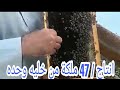 كيف أربي ملكات بطرق طبيعية من خلايا منتخبة؟ الشيخ فايز القثامي