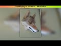 large 30x25cm artificial wolf head model,plastic&furs wall pandent handicraft ,home decoration