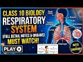 Human Respiratory System | Complete Notes + Process Explained Step by Step | Life Processes Class 10
