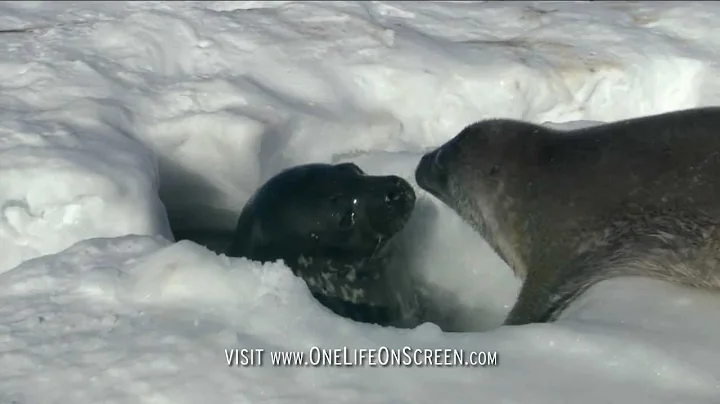 Seal Pup takes first swim | One Life | BBC