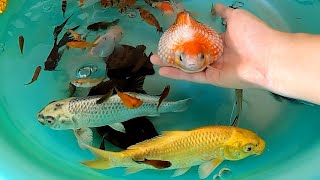 PingPong Pearl Scale Goldfish Oranda Goldfish Tiger Barb Ranchu Molly Carp Fish Cute Animals Videos