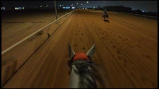 Breeze a horse فتح بحصان مسافه م 800