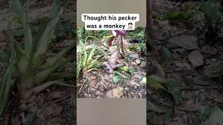 Common Mistake in The Jungle