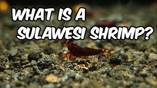 What is a Sulawesi Shrimp? The Fascinating World of Sulawesi Shrimp Keeping and Breeding 🦐