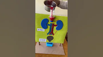 Working Model Of Kidney Scienceproject Schoolproject 