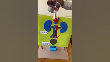 Working model of kidney #scienceproject  #schoolproject