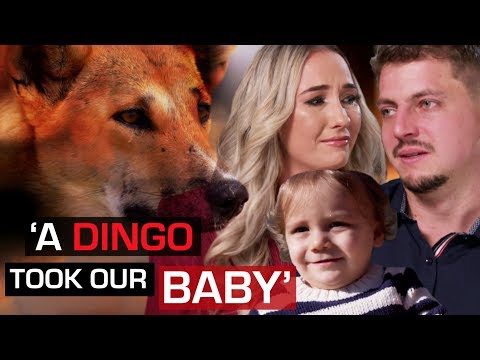 Vidéo: Un Touriste Allemand Attaqué Par Un Dingo Australien