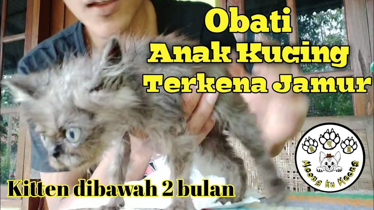 Mengobati anak kucing yang terkena jamur PARAH.