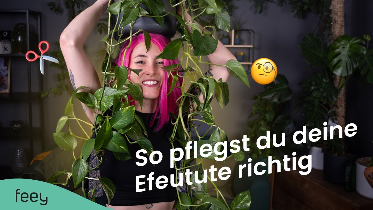 Efeutute richtig pflegen  der komplette Guide  | feey Pflanzenlexikon