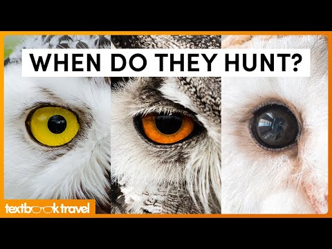 Video: Hunting birds: list, characteristics, preparation for hunting and interesting facts