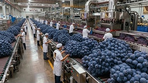 Inside a Welch’s Grape Juice Plant: From Vineyard Grapes to Bottled Purple Juice (Full Process)