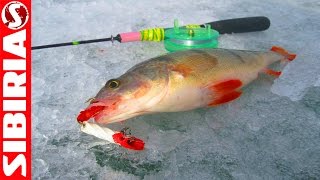 видео Ловля рыбы зимой на блесну. Приемы и тактика.