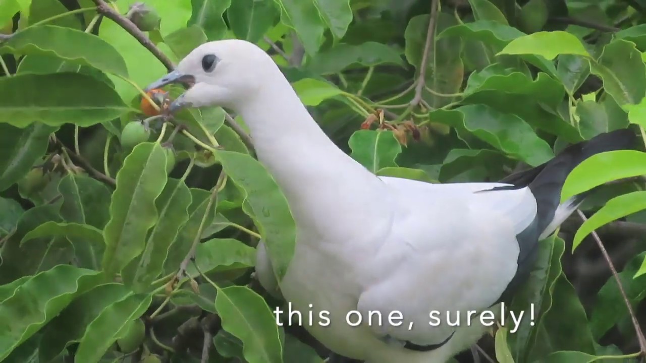 Pied Imperial Pigeon (Ducula bicolor) 