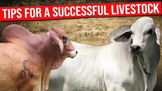 🔴 RAISING BRAHMAN CATTLE TIPS FOR A SUCCESSFUL LIVESTOCK FARMING✅ Biggest Bulls And Cow