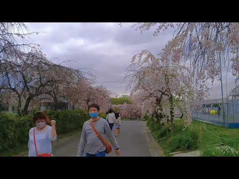 Musim semi Jepang 2021 | spring in Japan