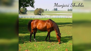 At Grass | Philip Larkin | Manjari Shukla