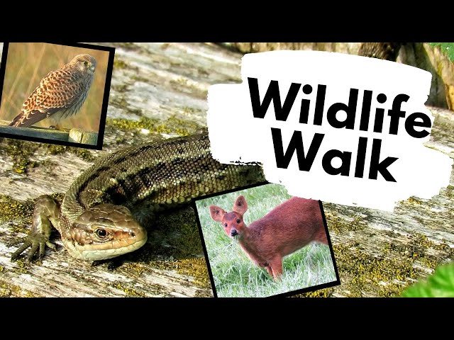 Common Lizards and the wildlife of RSPB Strumpshaw fen, Norfolk class=
