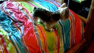 DSCN7286.AVI Dogs