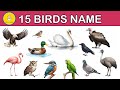 Birds name, 15 birds name spelling, pictures #birdsnameenglish