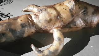 Angel Sounds Of Extasy