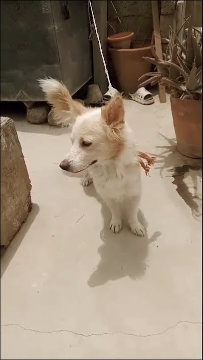 For sale 15000--contact no---03495751595