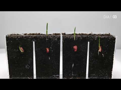 Vídeo: Bioestimulantes Naturais Para Imersão De Sementes