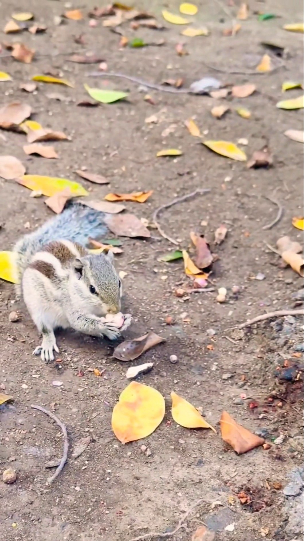 ?️?️?️?️#shorts #funnyshorts #viralvideo #ponnusword