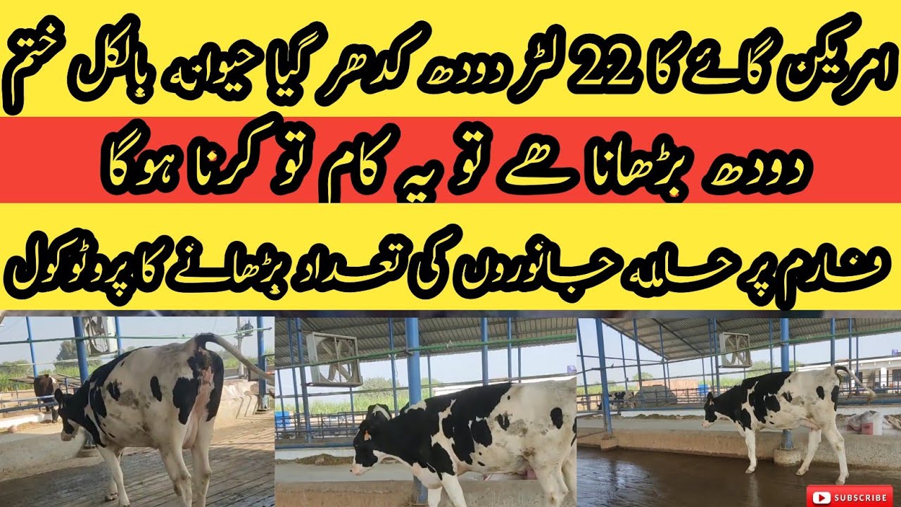 22L milk suddenly finished II Increase pregnancy in animals II g6g