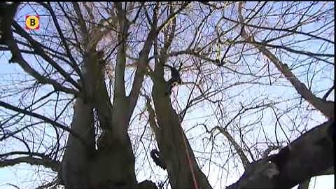 Restauratie van oudste boom van Nederland in Sambeek begonnen