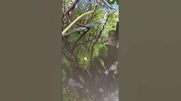 câu cá rô đồng #fishing #cauca #fish #fishinglife