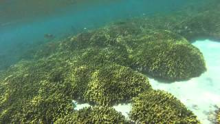 Thoddoo reef #2