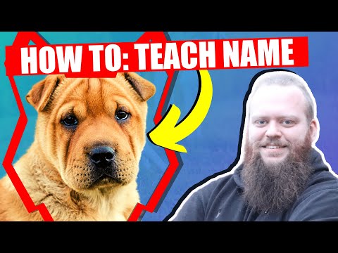 Video: How To Name A Shar Pei