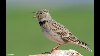 Calandra Lark / Melanocorypha calandra ( Boğmaklı toygar )